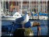 schnapp019c4dartde.JPG